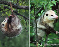 澳洲负鼠好吓人 北美负鼠