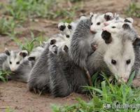 澳洲负鼠好吓人 北美负鼠