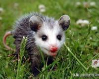 澳洲负鼠好吓人 北美负鼠