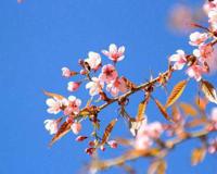 现在樱花开了吗