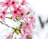 现在樱花开了吗