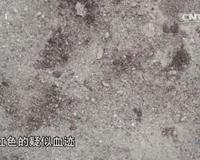 撒贝宁时间 最离奇案件 托梦擒凶 史上最绿老公