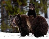 女子路遇野生黑熊被抱住淡定自拍