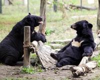 女子路遇野生黑熊被抱住淡定自拍
