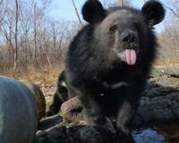 女子路遇野生黑熊被抱住淡定自拍