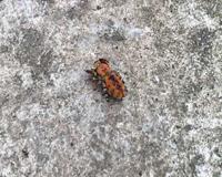 常见跳蛛 完结篇