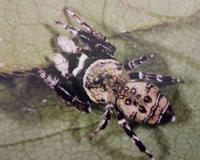 常见跳蛛 完结篇