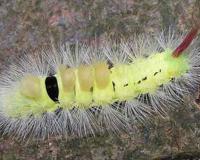 世界上最恶心的昆虫