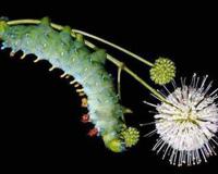 世界上最恶心的昆虫