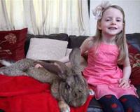 世界最大的兔子是什么