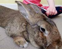 世界最大的兔子是什么