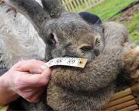 世界最大的兔子是什么