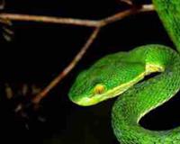 四种灵性动物不能打杀