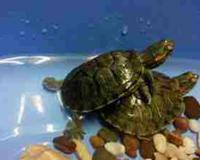 四种灵性动物不能打杀