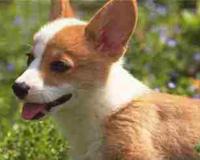 四种灵性动物不能打杀