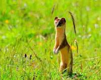 四种灵性动物不能打杀