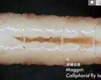 原来 蛆 还有这些用处