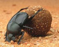 原来 蛆 还有这些用处