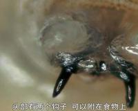 原来 蛆 还有这些用处