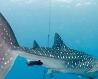 世界上十大最长鱼类