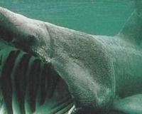 世界上十大最长鱼类