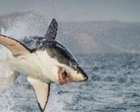 世界上十大最长鱼类