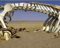 1962昆仑山螳螂人之谜