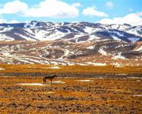 95后男孩在可可西里失联45天