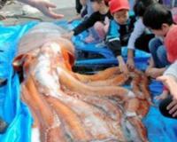 世界上第二大乌贼