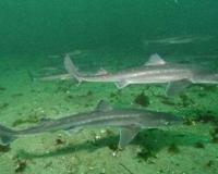 世界上最弱的鲨鱼