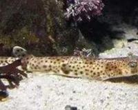 世界上最弱的鲨鱼