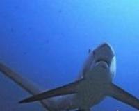 世界上最弱的鲨鱼