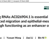 前沿研究 肺癌转移机制的新靶点lncRNAAC0269041