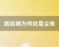 鹧鸪哨为何找雮尘珠 (鹧鸪哨为何找雮尘珠)