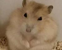 布丁仓鼠的来历跟基因