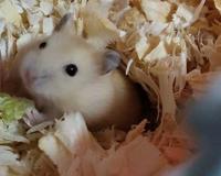 布丁仓鼠的来历跟基因