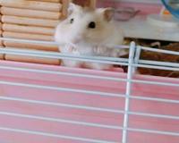 布丁仓鼠的来历跟基因