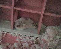 布丁仓鼠的来历跟基因