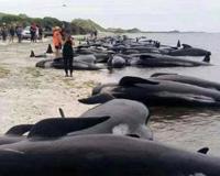 科学图说鲸鱼爆炸