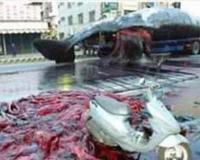 科学图说鲸鱼爆炸