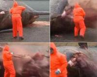 科学图说鲸鱼爆炸