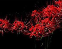 冥界四花的介绍