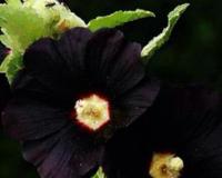 冥界四花的介绍