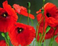 冥界四花的介绍