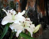 冥界四花的介绍