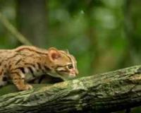 锈斑豹猫可以家养吗