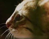 锈斑豹猫可以家养吗