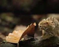 锈斑豹猫可以家养吗