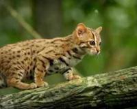 锈斑豹猫可以家养吗