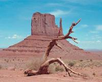 尼雅古城消逝之谜